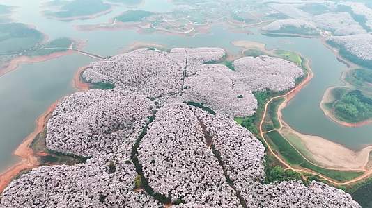4K航拍贵州安顺平坝樱花盛景视频的预览图