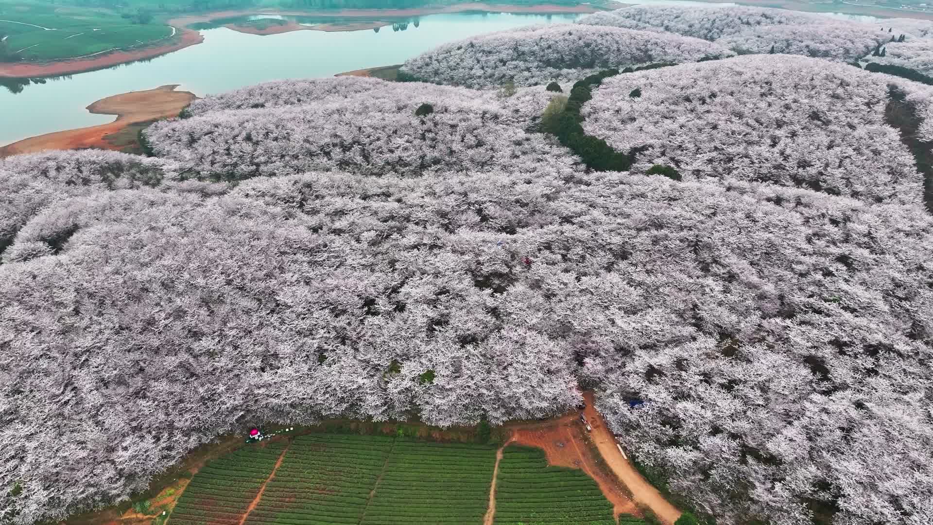 4K航拍贵州安顺平坝樱花盛开最美奇观视频的预览图