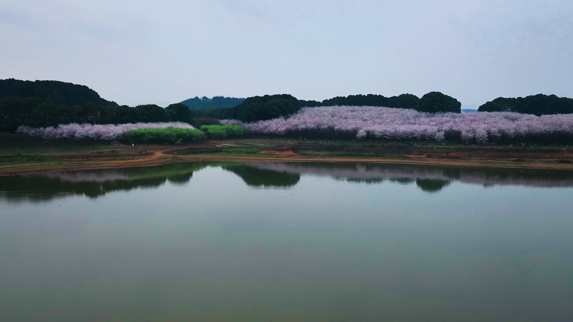 4K航拍贵州安顺平坝春季樱花自然风光视频的预览图