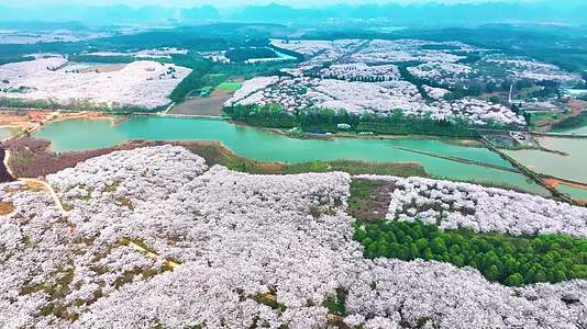4K航拍贵州安顺平坝樱花自然风景视频的预览图