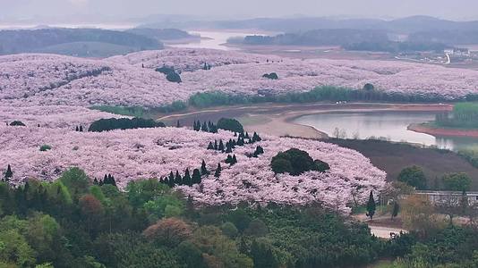 4K航拍安顺平坝区樱花盛开风景视频的预览图