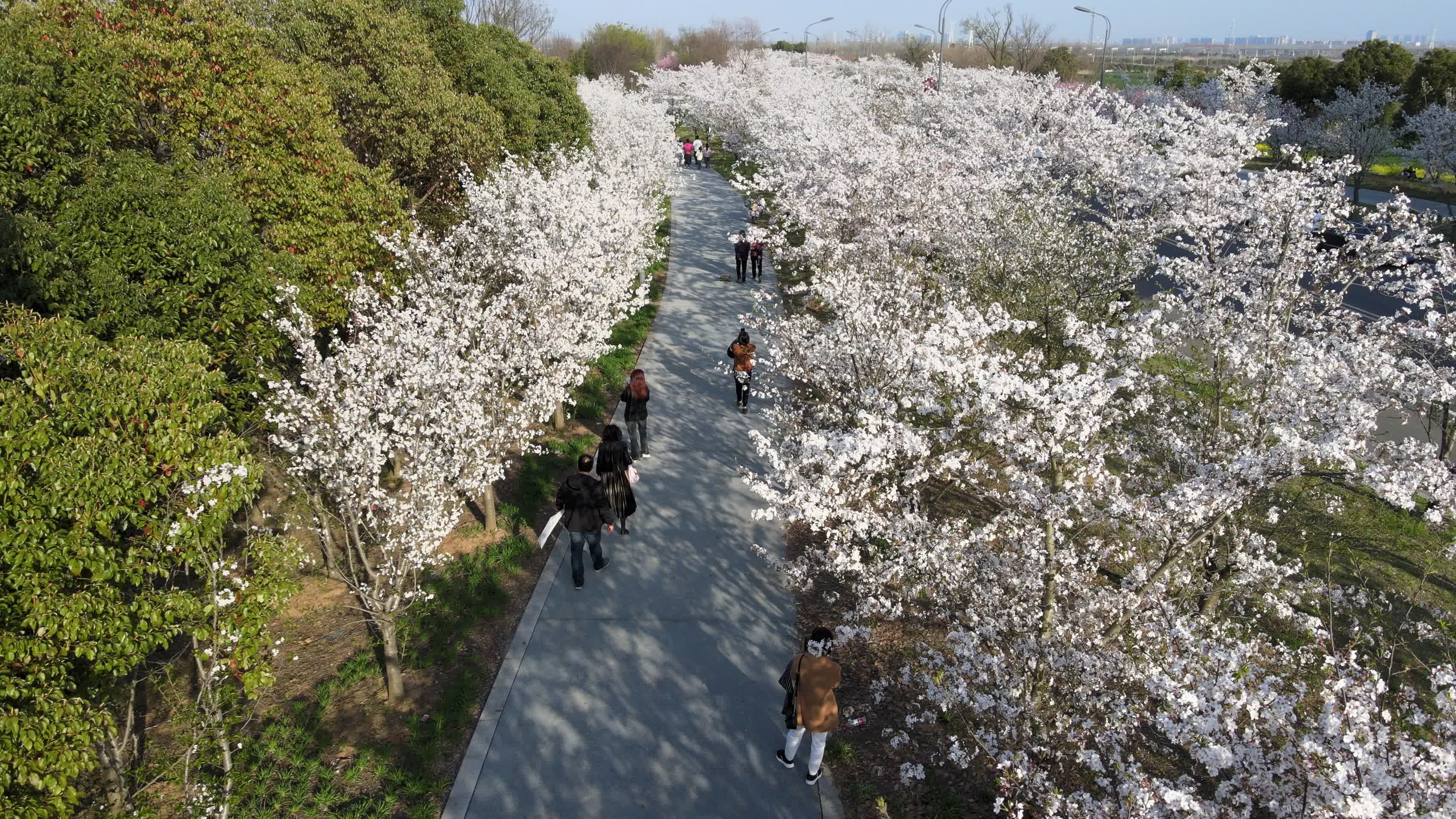 樱花小道游客观赏视频的预览图