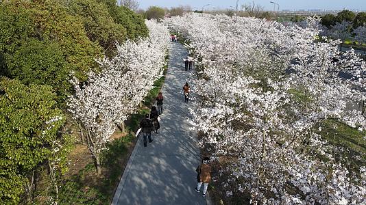 樱花小道游客观赏视频的预览图