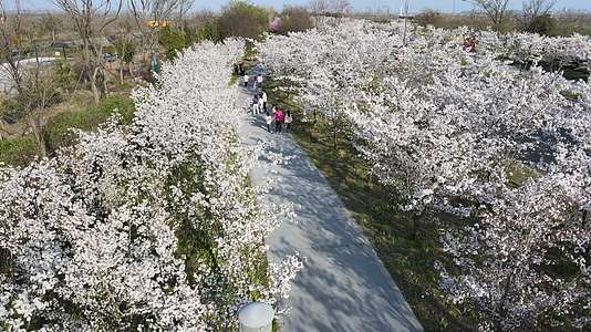 游人观赏樱花步行道两旁航拍樱花阳光下樱花风吹樱花摇摆散步看樱花视频的预览图