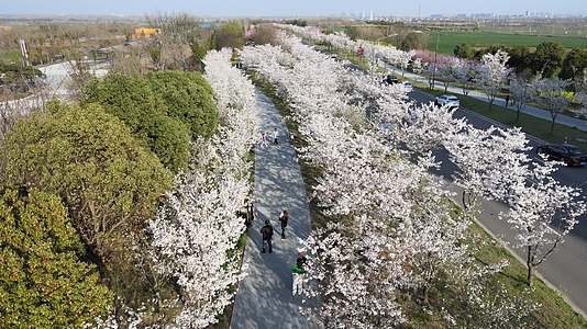 无人机航拍樱花林视频的预览图