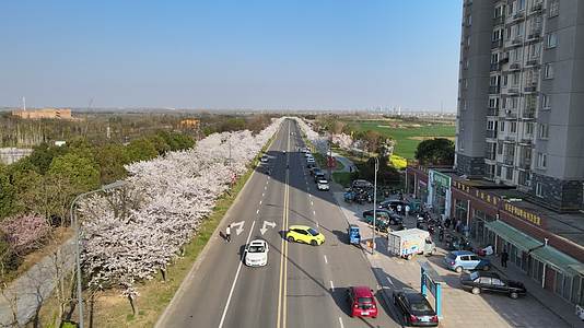 无人机航拍樱花大道视频的预览图