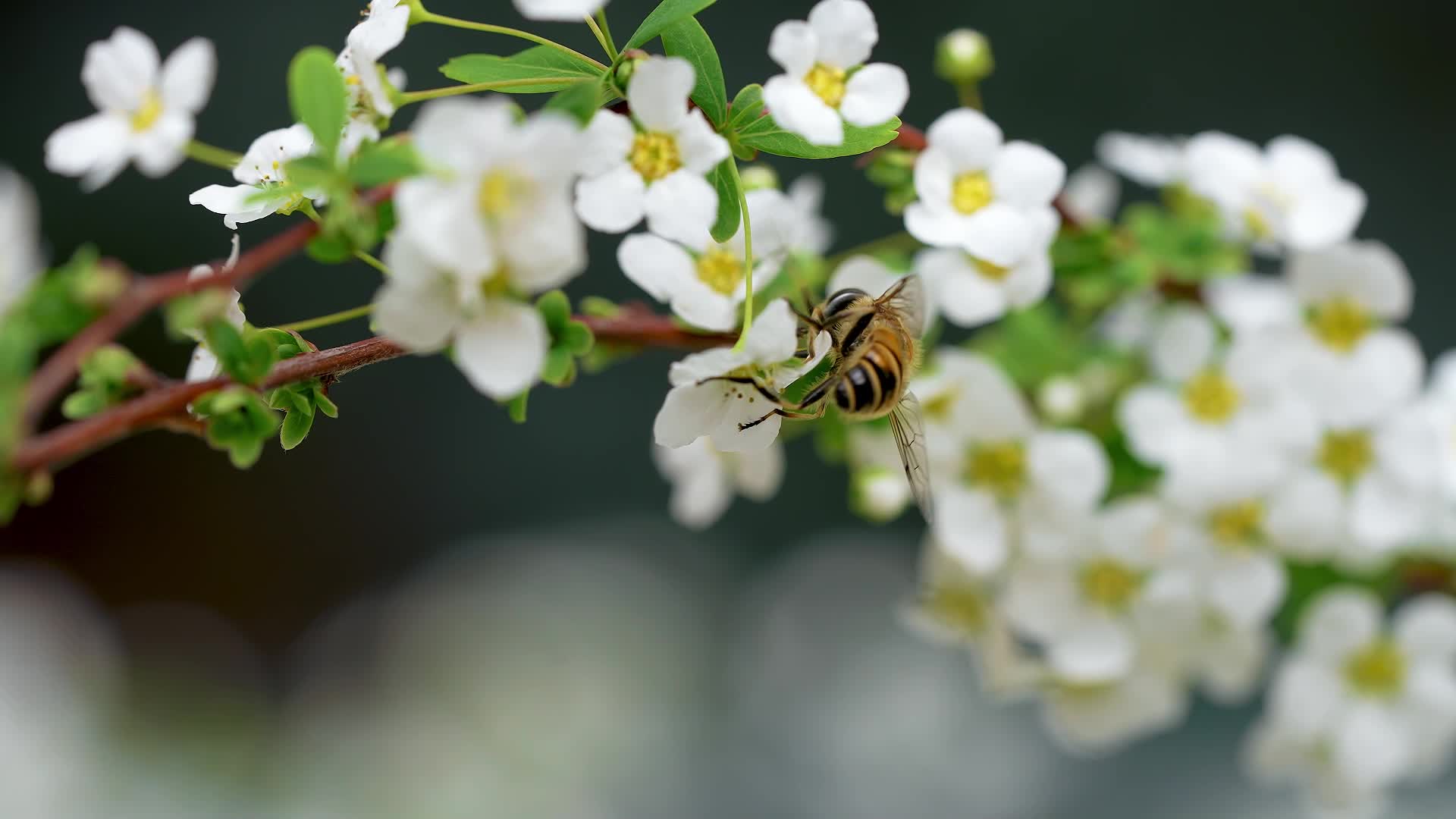 蜜蜂采蜜特写视频的预览图