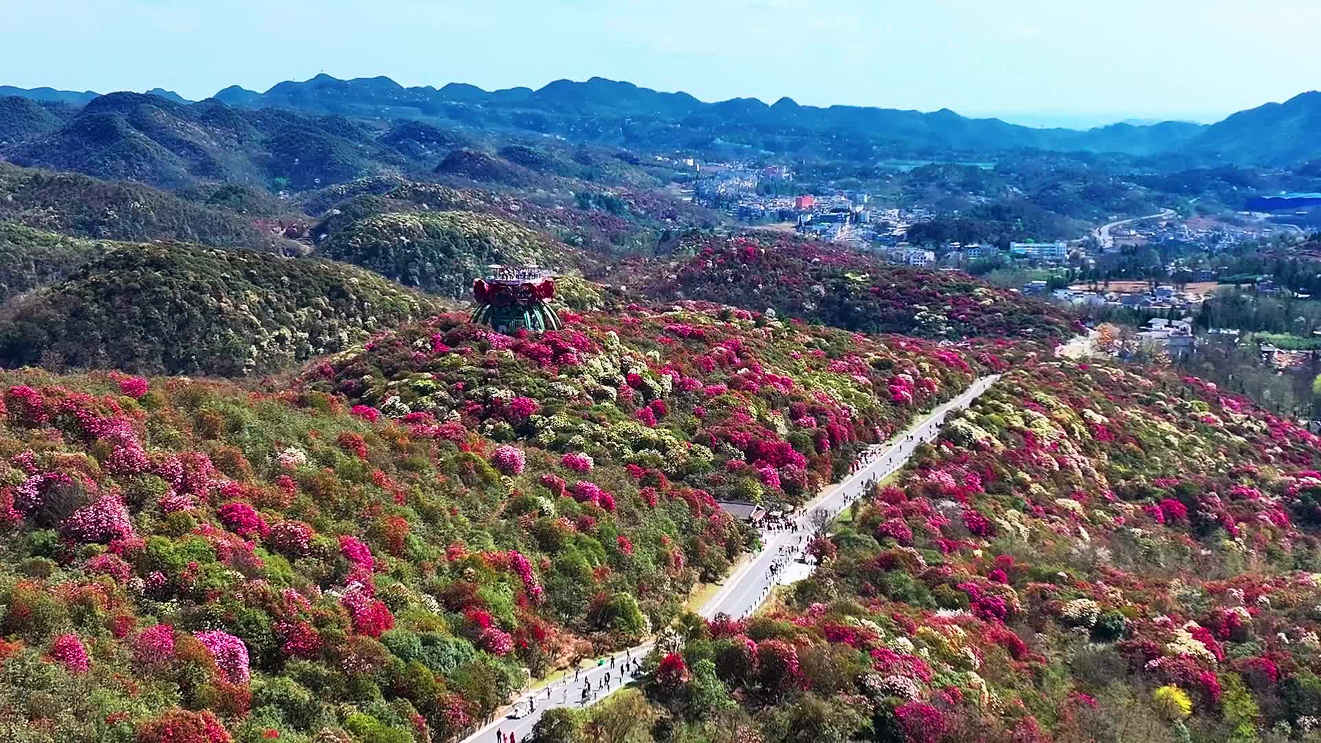 4K航拍贵州毕节百里杜鹃花盛开美景视频的预览图