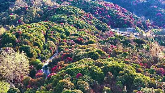 4K航拍贵州毕节百里杜鹃花盛开美景视频的预览图