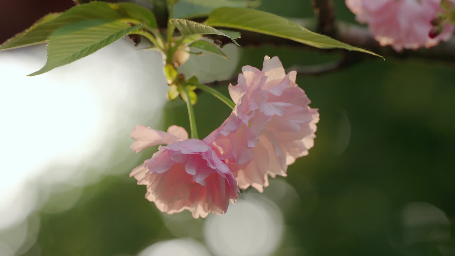 春天的樱花盛开视频的预览图
