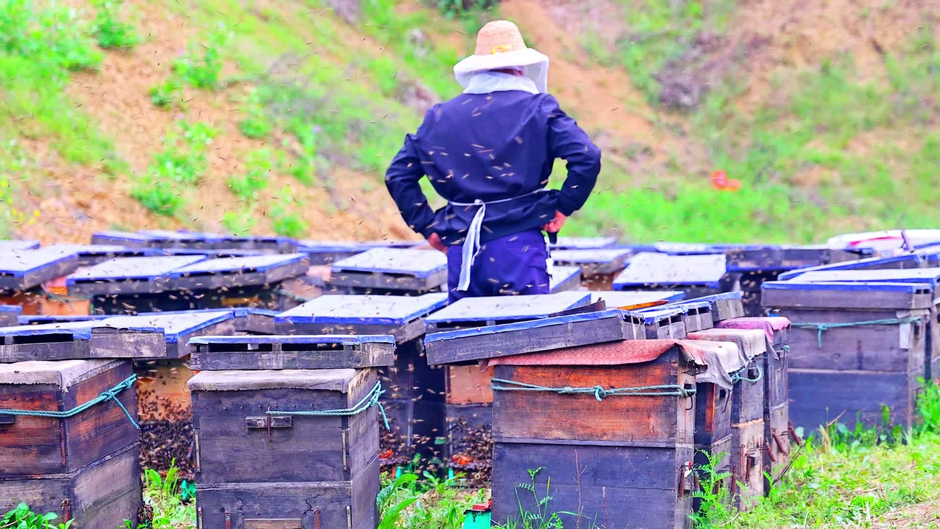 蜂箱蜂农蜜蜂养蜂蜂蜜视频的预览图