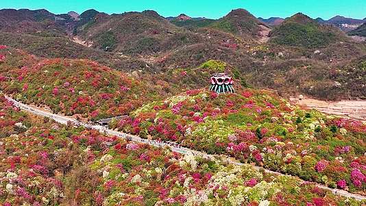 4K航拍贵州黔西南最美的杜鹃花盛开风景视频的预览图