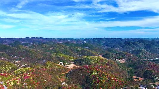 4K航拍贵州黔西南最美的杜鹃花盛开风景视频的预览图