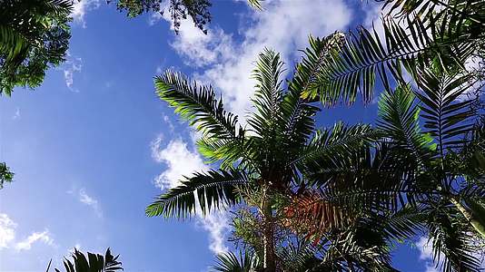 蓝天下摇摆的椰子树视频的预览图