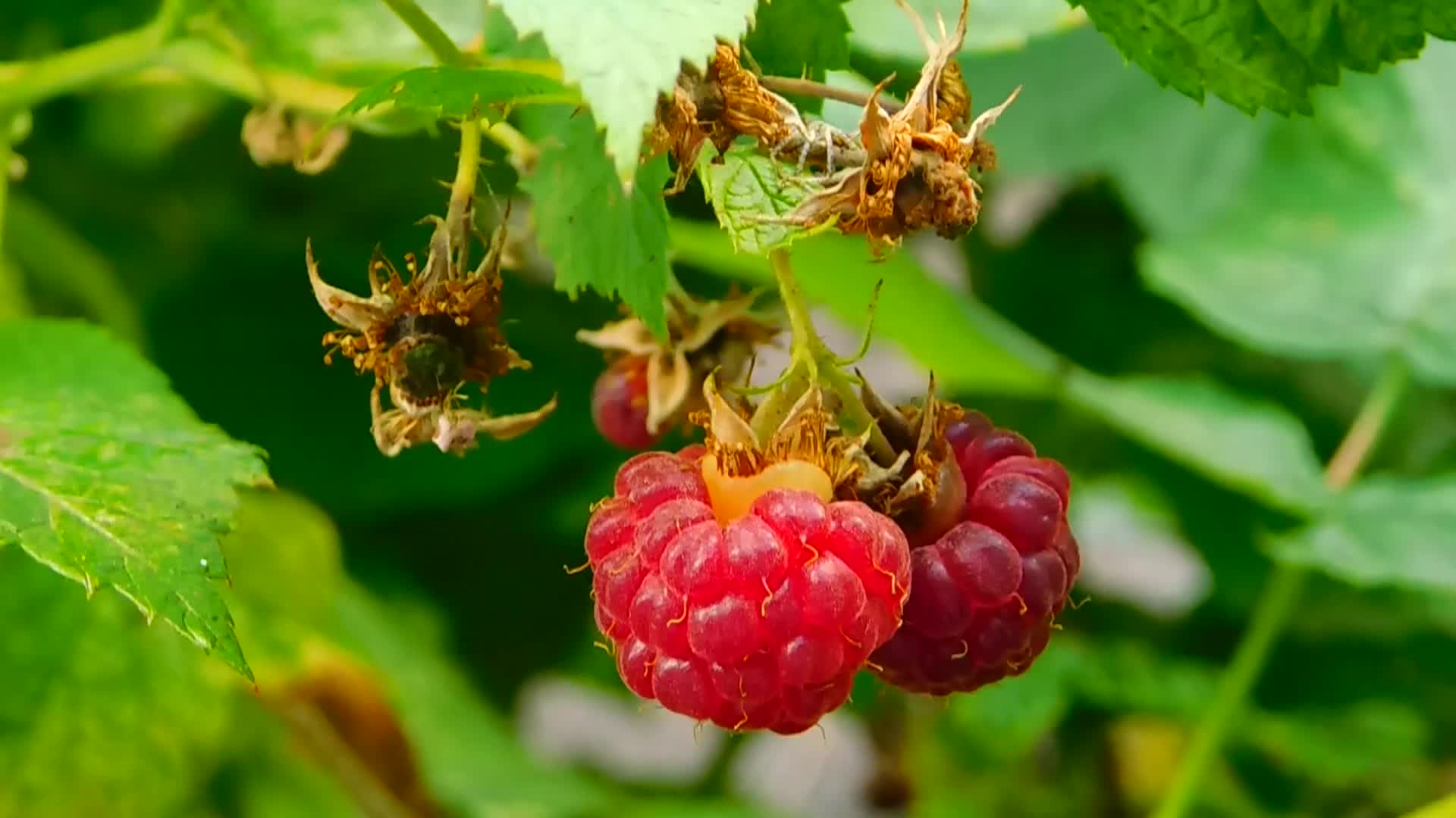成熟摇摆的野草莓视频的预览图