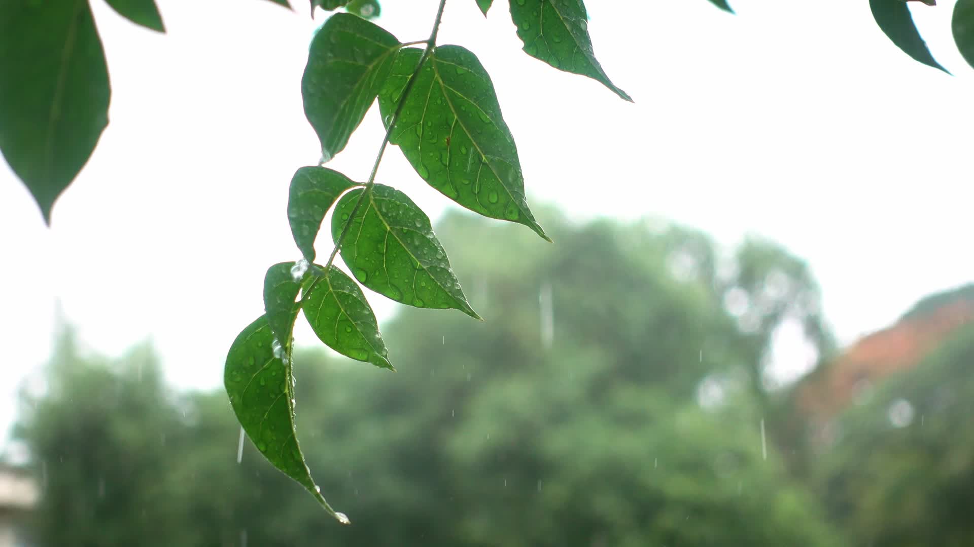雨中摇摆的树叶视频的预览图
