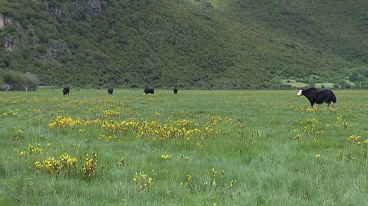 牦牛西藏林芝牧民视频的预览图