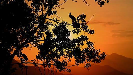 夕阳下的树和鸟视频的预览图