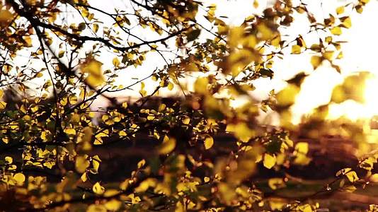 阳光下随风摇摆的金色树叶视频的预览图