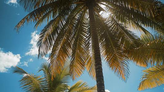 阳光下随风摇摆的椰子树视频的预览图