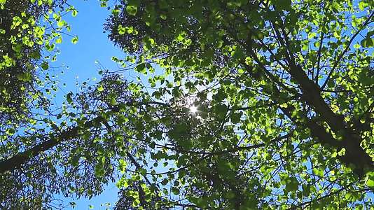 阳光下随风摇曳的绿色树叶视频的预览图