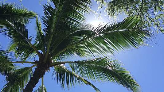 阳光下随风摇曳的椰子树视频的预览图