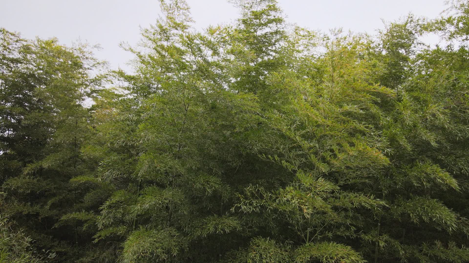 4K高清航拍风吹竹林摇动视频的预览图