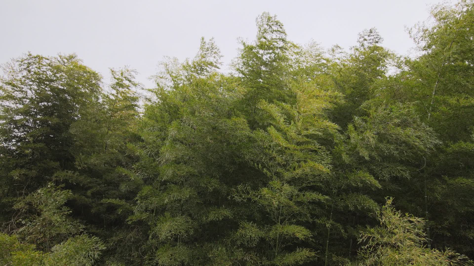4K高清航拍风吹竹林摇动视频的预览图