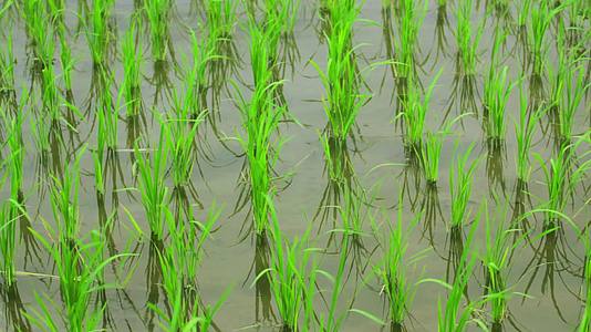 水田里的绿色水稻稻苗视频的预览图