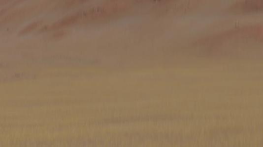 羌塘保护区金丝野牦牛视频的预览图