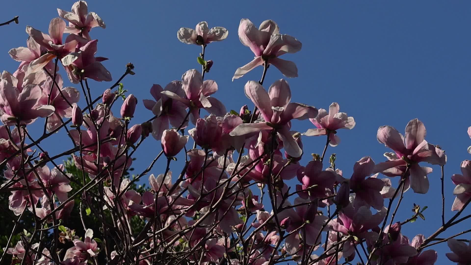 春天玉兰花树花朵花开视频的预览图