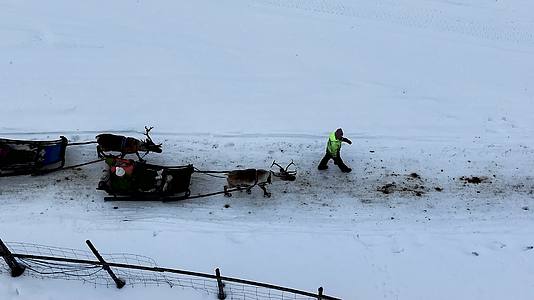 4K航拍北欧芬兰人鹿行走在雪中的风景视频的预览图