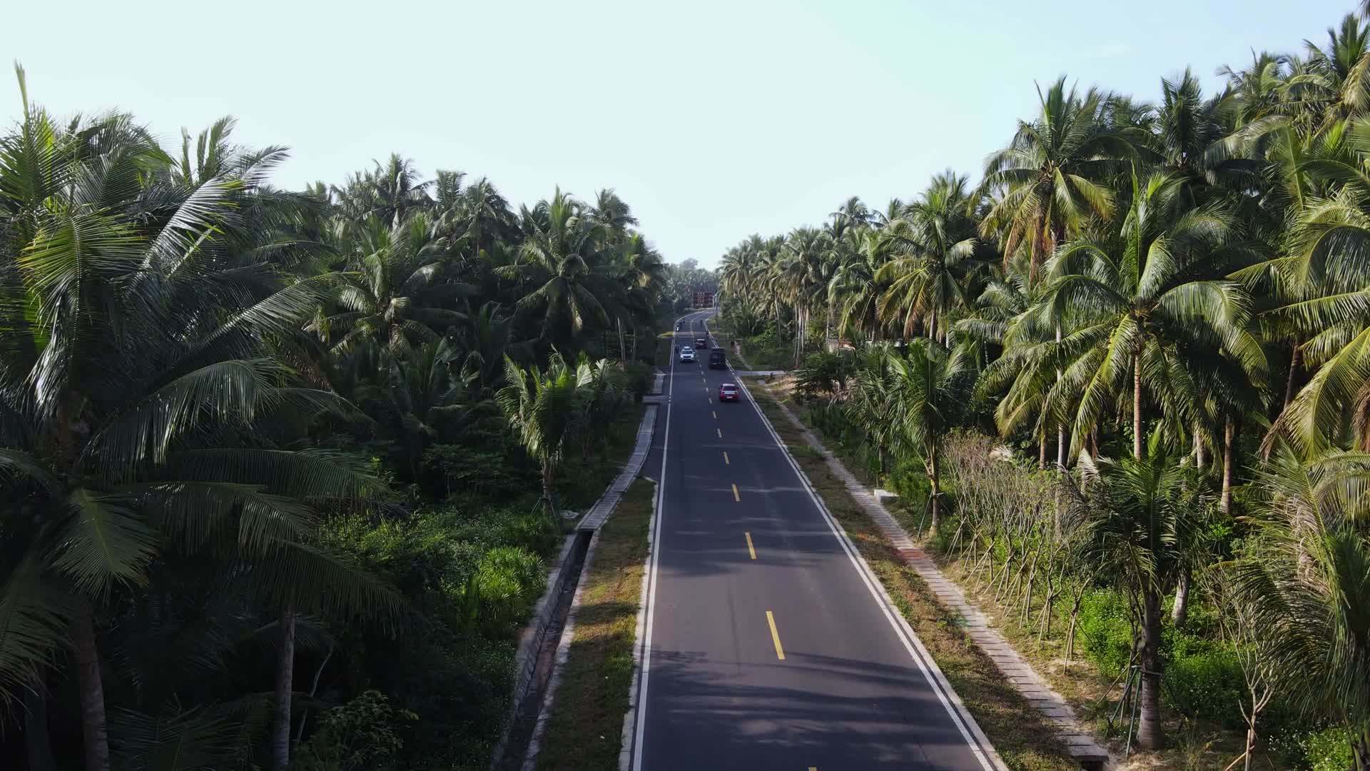椰林公路视频的预览图