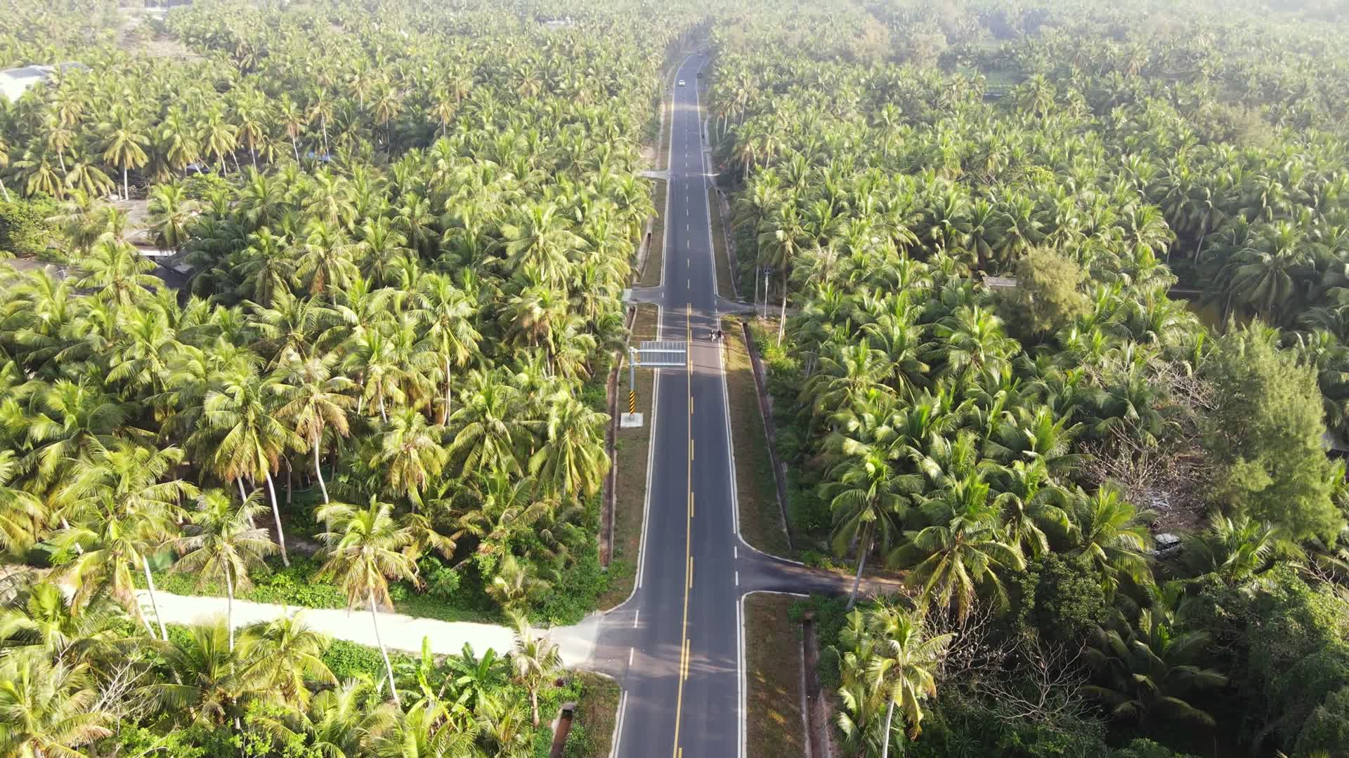 椰林公路视频的预览图