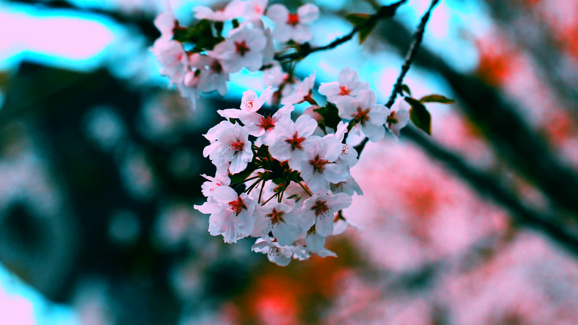日系风格唯美樱花满天视频的预览图