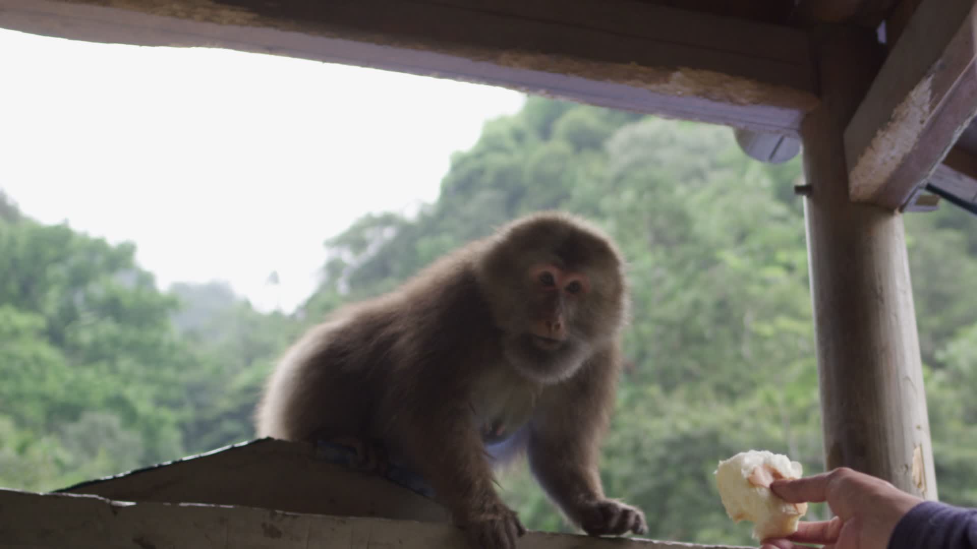 投喂短尾猴慢镜头视频的预览图