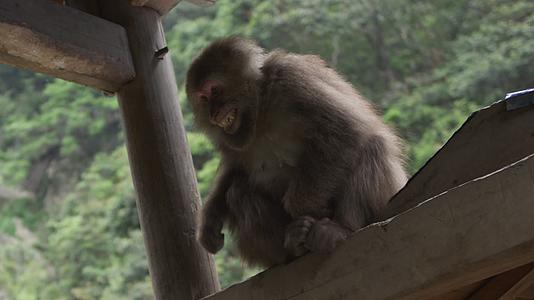 短尾猴恐吓龇牙视频的预览图