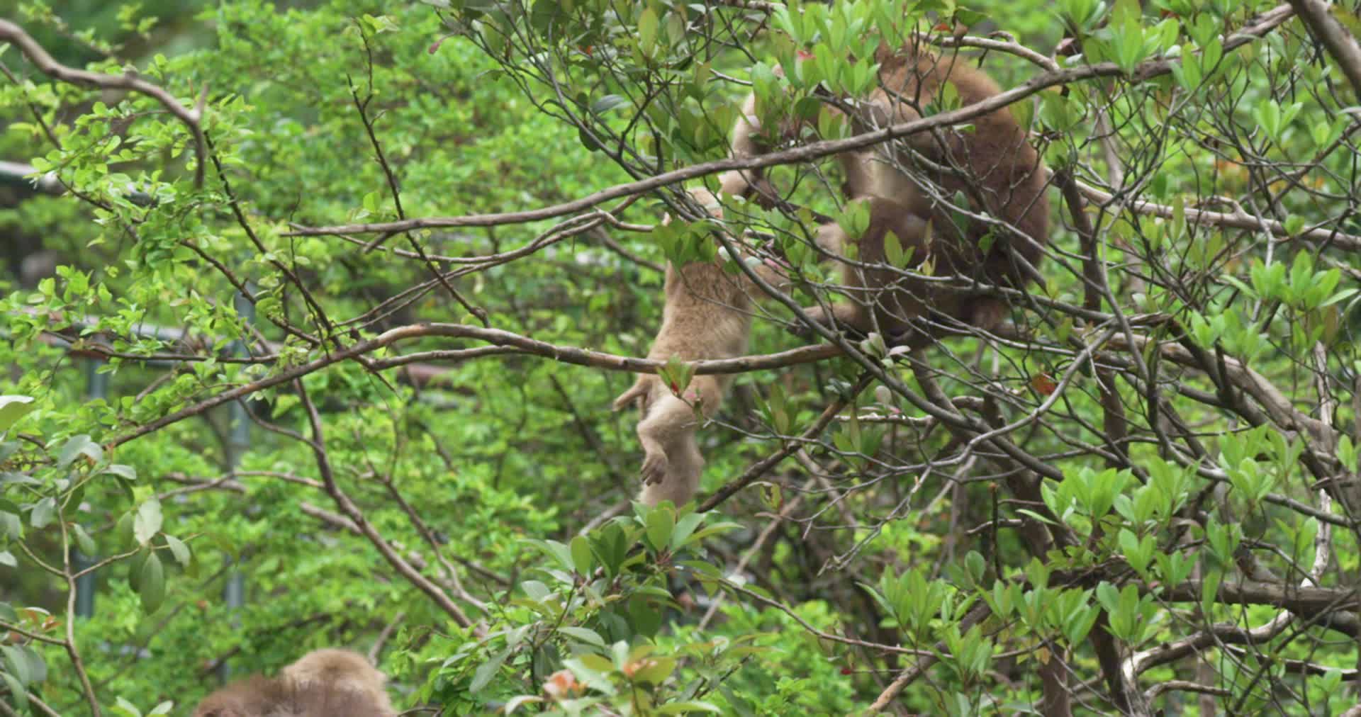 黄山猴玩耍实拍2视频的预览图