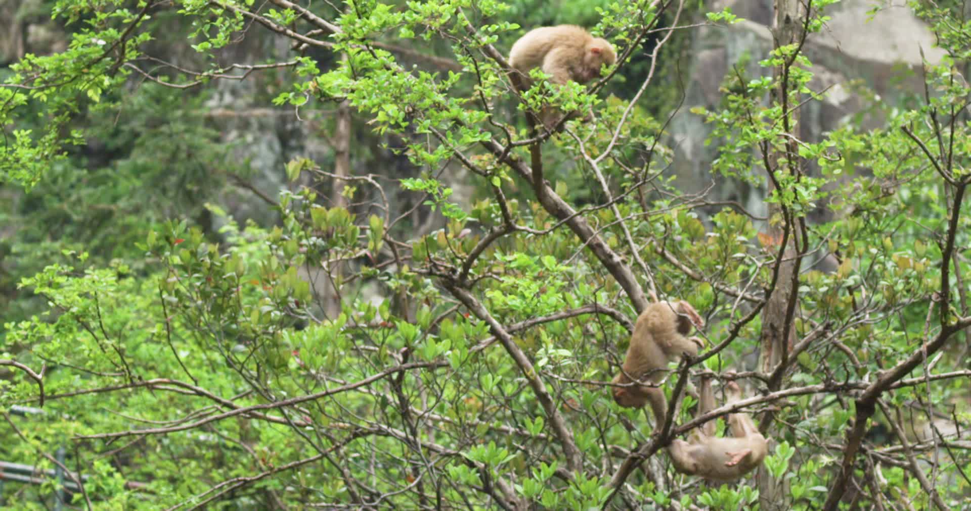 黄山猴玩耍实拍视频的预览图