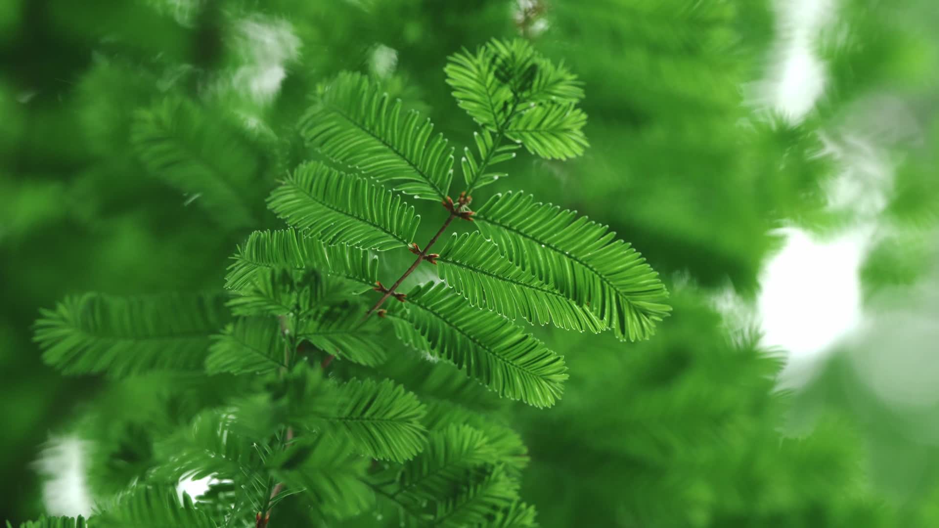 青翠欲滴的水杉视频的预览图