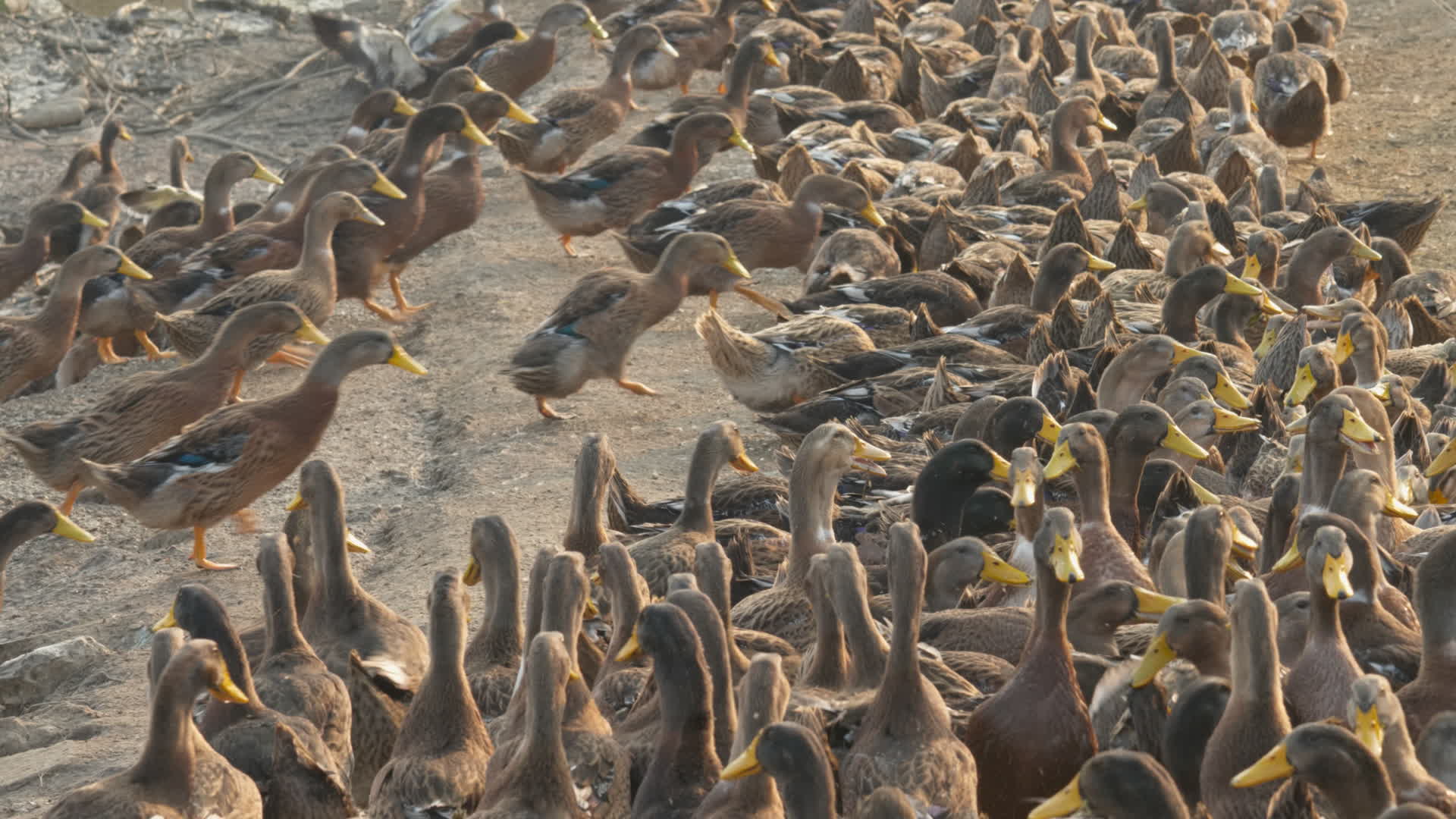 农村天然喂养散养土鸭子老鸭视频的预览图