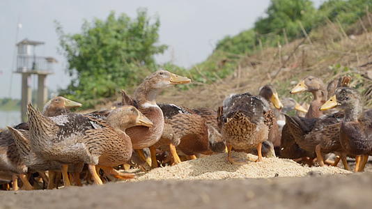 农村天然喂养散养土鸭子老鸭视频的预览图