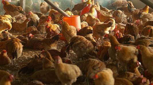 农村家禽散养老母鸡土鸡柴鸡视频的预览图
