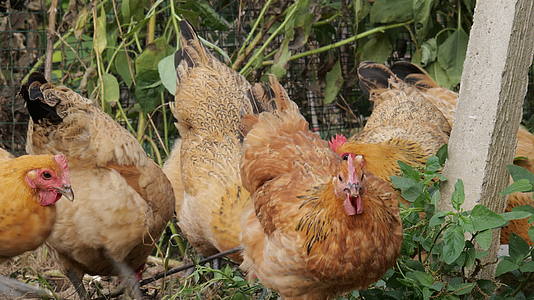 农村家禽散养老母鸡土鸡柴鸡视频的预览图