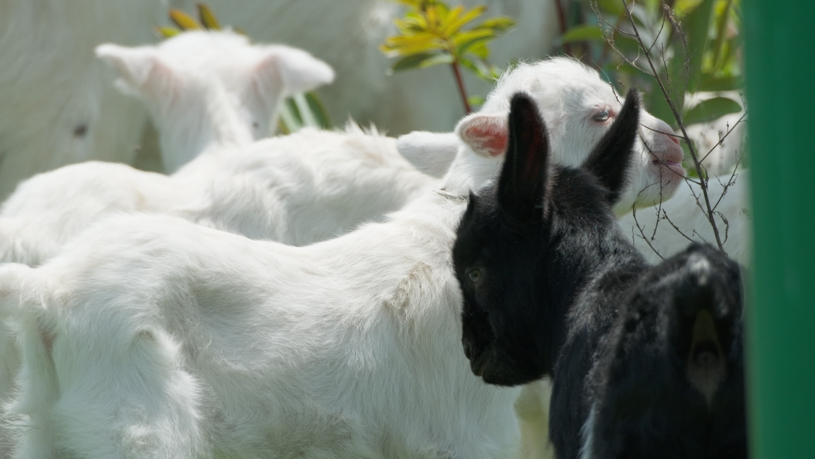 农村天然喂养散养山羊家畜视频的预览图