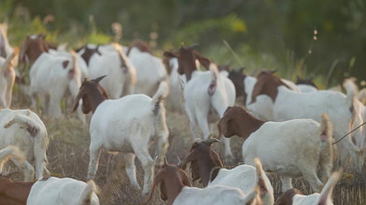 农村天然喂养散养山羊家畜视频的预览图