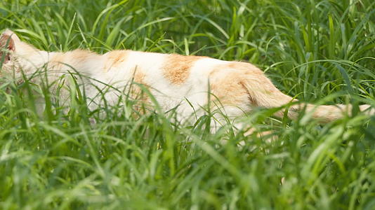 春天公园里可爱的猫咪流浪猫视频的预览图