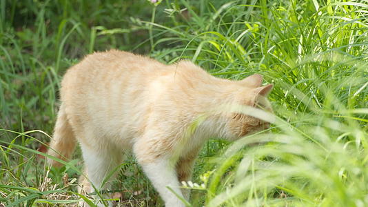 春天公园里可爱的猫咪流浪猫视频的预览图