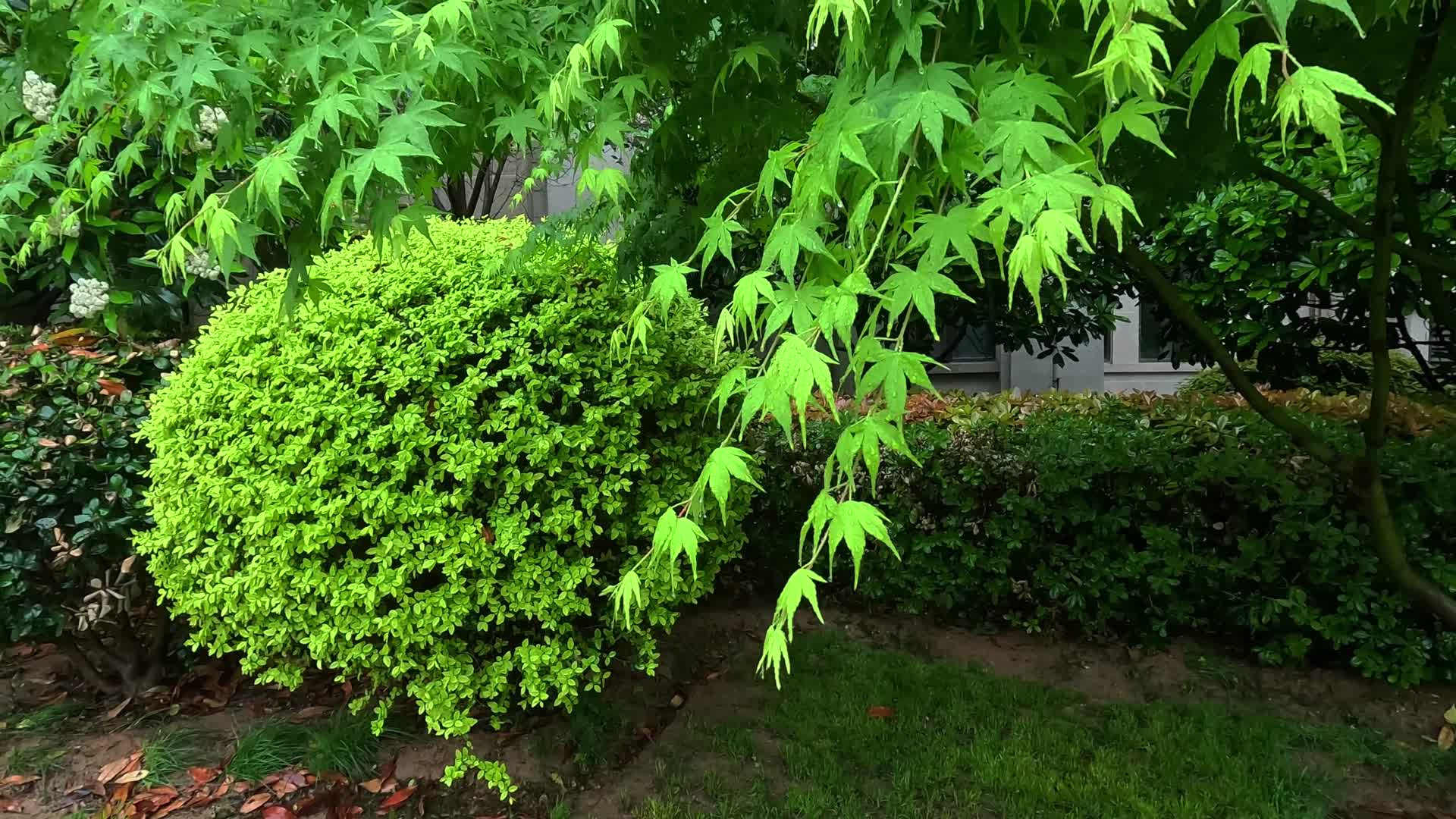 植物花卉绿植景观视频的预览图
