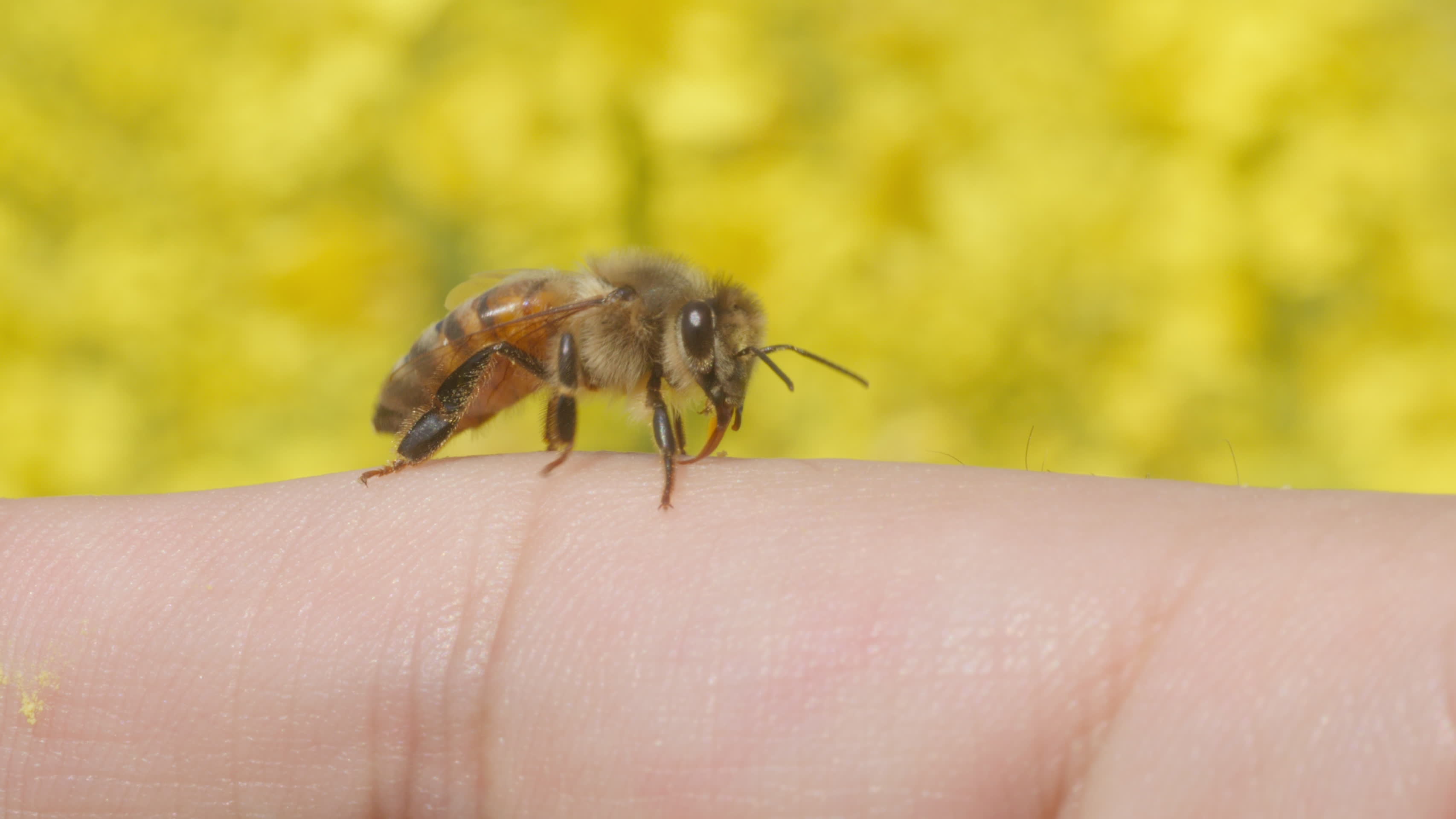 春天农村油菜花海蜜蜂采蜜视频的预览图